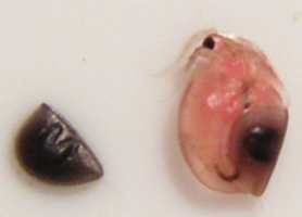 po prawej samica z jajem epifialym
po lewej jajo przetrwalnikowe (epifialne)
fot. Arkadiusz Pramowski