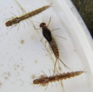 larwa jtki w towrzystwie dwch larw komara)
fot. Arkadiusz Pramowski