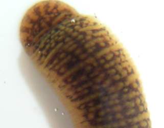 Erpobdella octoculata -przyssawka tylnia i charakterystyczny wzr na ciele
fot. Arkadiusz Pramowski