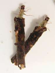 larwy chrucika
fot. Arkadiusz Pramowski