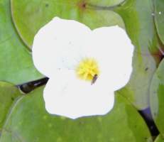 Kwiat abicieku - widok z gry
fot. Arkadiusz Pramowski