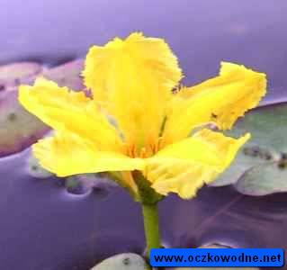 Grzybieczyk wodny - kwiat
fot. A. Pramowski