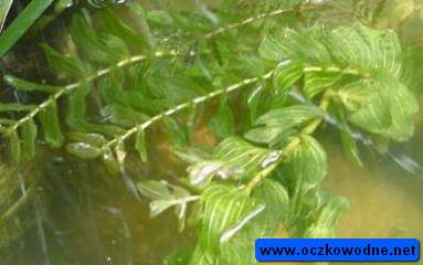 Rdestnica przeszyta (Potamogeton perfoliatus)
fot. Arkadiusz Pramowski