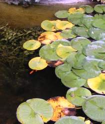 Żółknące liście lilii wodnych
powinny być usuwane
fot.A.Prażmowski