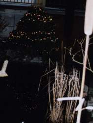 Świąteczna choinka odbija się w niezamarzniętym oczku
fot.A.Prażmowski